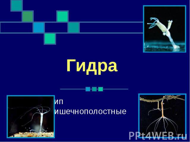 Кракен шеринг
