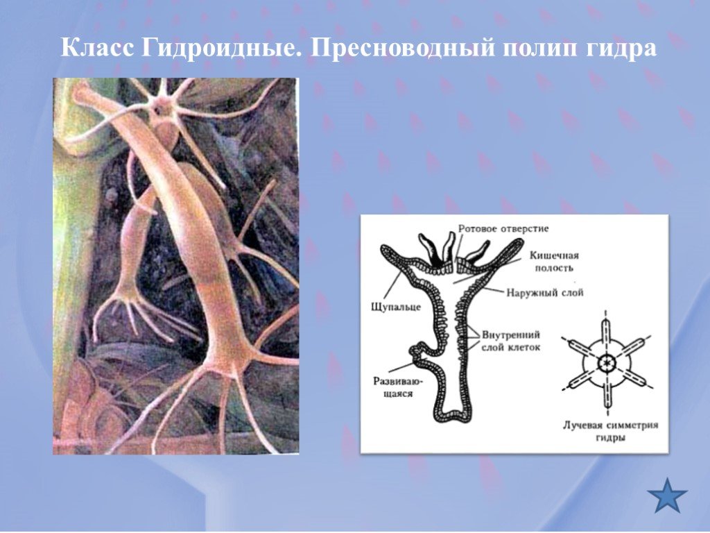 Что такое кракен тор